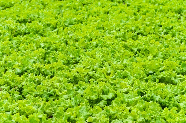 Lechuga verde fresca — Foto de Stock
