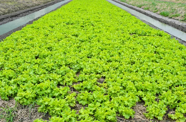 Saláta termesztése — Stock Fotó