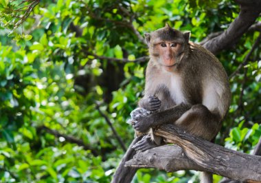 Monkey macaques sitting on tree clipart