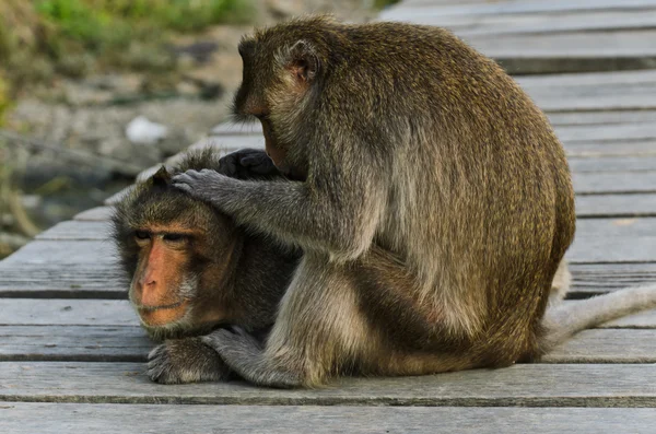 Comportamiento del mono — Foto de Stock