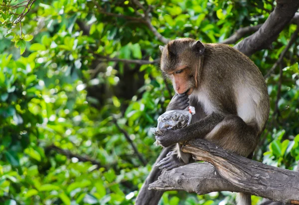 Mono comiendo semillas de girasol — Foto de Stock