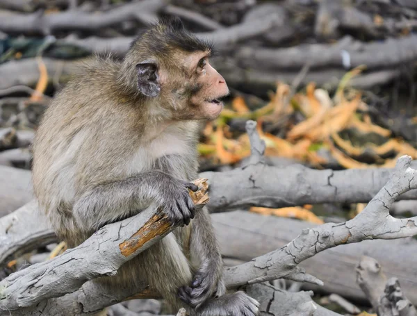 Unga monkey Makaker — Stockfoto