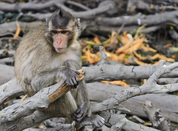 Young monkey macaques — Stock Photo, Image