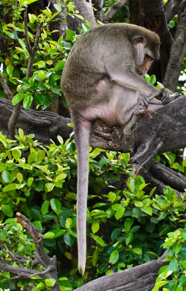 Monkey macaques sleeping on tree — Stock Photo, Image