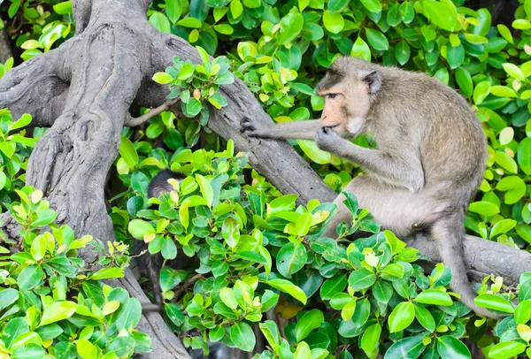 Monkey macaques sitting on tree — Stock Photo, Image