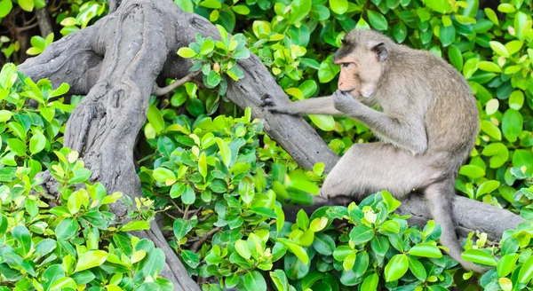Monkey macaques sitting on tree — Stock Photo, Image