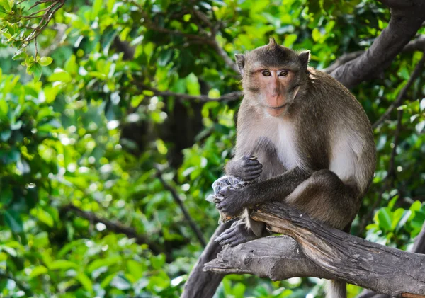 Affenmakaken sitzen auf Baum Stockfoto