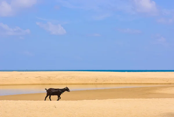 Cabra na praia — Fotografia de Stock