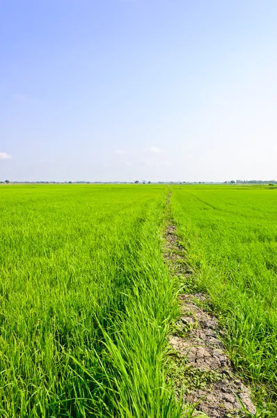 Рисове поле в блакитному небі — стокове фото