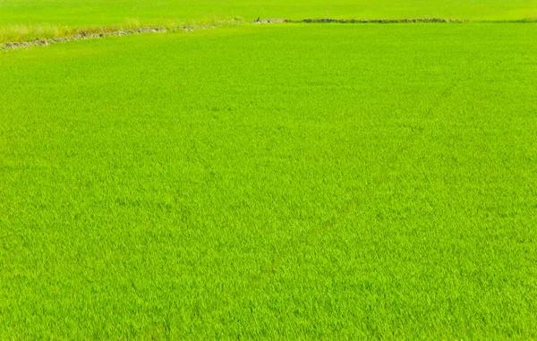 Campo de arrozal jovem — Fotografia de Stock