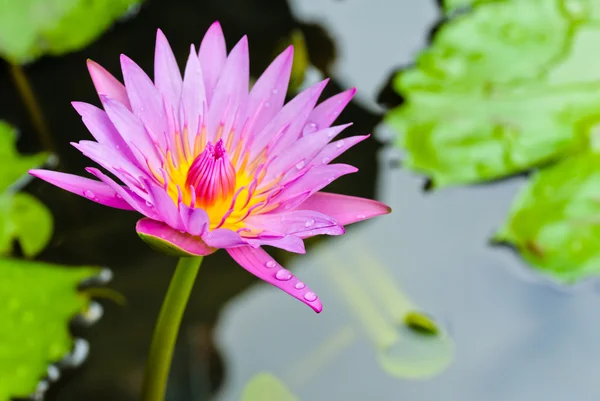 Flor de lírio de água rosa — Fotografia de Stock
