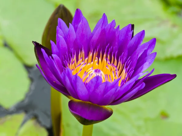 紫色的睡莲 — 图库照片