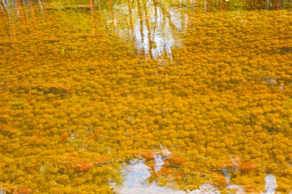 Brown moss — Stock Photo, Image