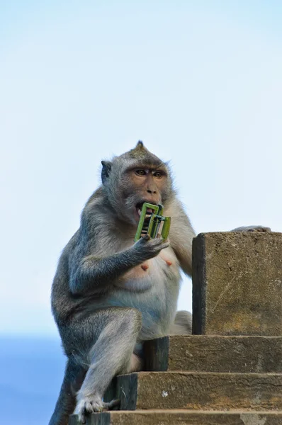 Monkey biting hair claw — Stock Photo, Image