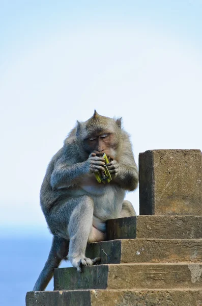Mono mordiendo garra de pelo — Foto de Stock