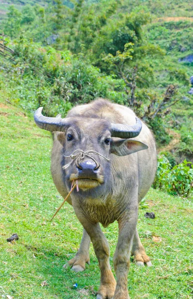 Вьетнамский буйвол — стоковое фото