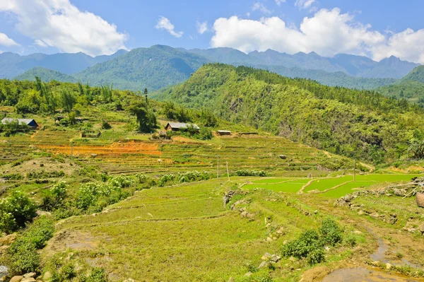 Campo terrazzato di riso in Vietnam — Foto Stock