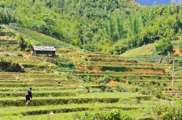 Рисовые поля в сапе, Вьетнам — стоковое фото