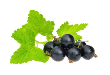 Black currant isolated 01 clipart