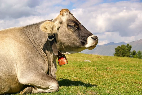 Vaca Alp 25 — Fotografia de Stock