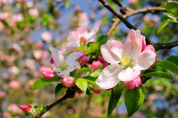 stock image Apple blossom 07