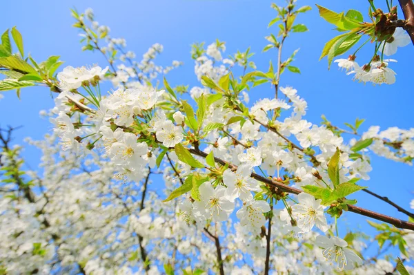 Fiore di ciliegio 45 — Foto Stock