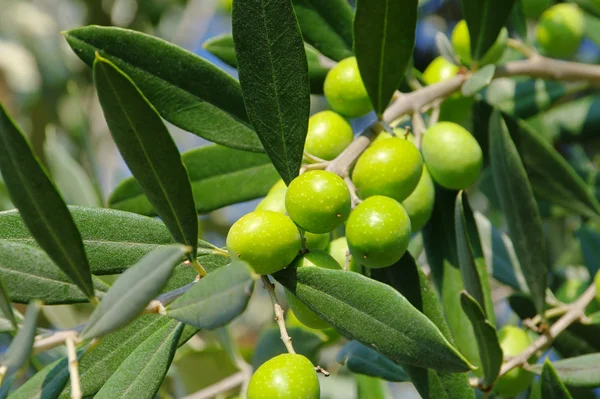 Оливка 42 — стоковое фото