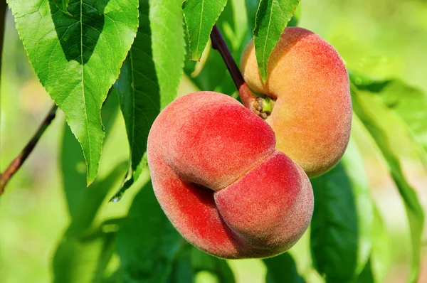 stock image Saturn peach 02