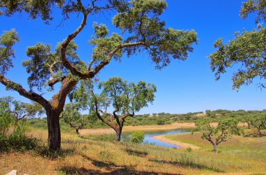 Cork oak 58 clipart