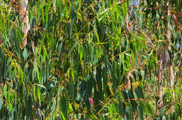 stock image Eucalyptus 16