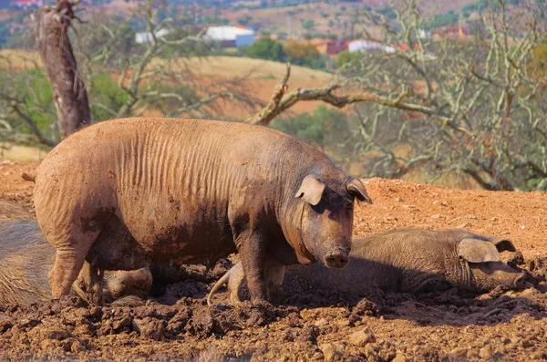 Svart iberiska grisen 04 — Stockfoto