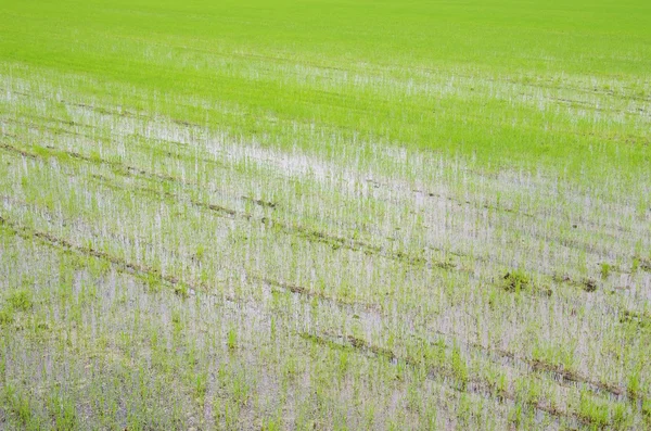 Рисовое поле 04 — стоковое фото
