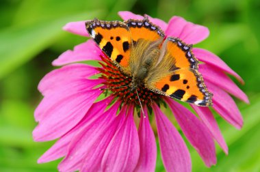 Small Tortoiseshell on Purple Coneflower 03 clipart