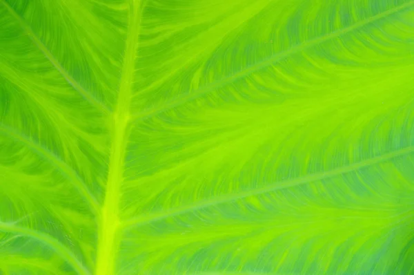 Leaf vein 01 — Stock Photo, Image