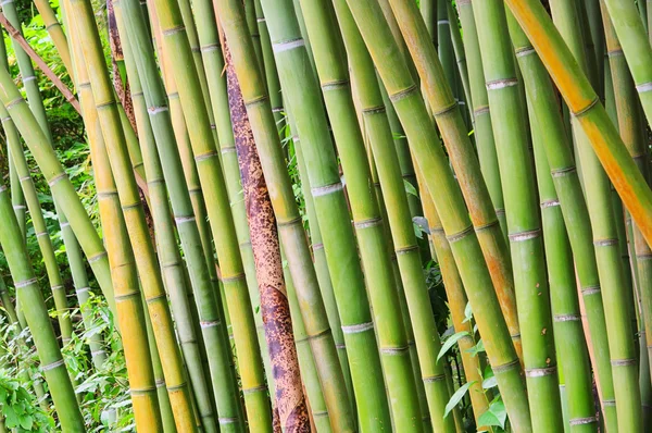 Bambu 43 — Stok fotoğraf