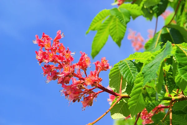 Horse chestnut flower 03 — Stock Photo, Image