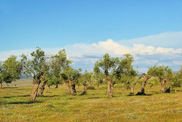 Olive grove 29 — Stok fotoğraf
