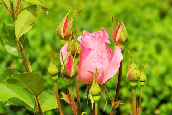 Роза 45 — стоковое фото