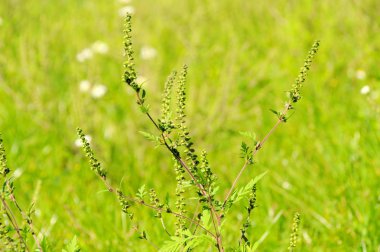 Common Ragweed 08 clipart