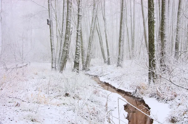 Kış orman 01 dereye — Stok fotoğraf