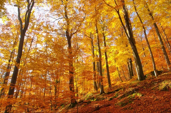 Kayın ormanında sonbahar 34 — Stok fotoğraf
