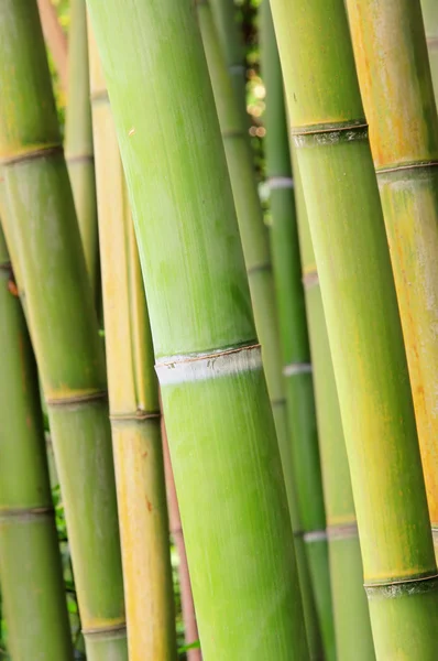 Bamboe 42 — Stockfoto