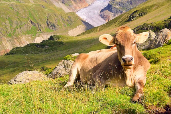 Vacca alpina 22 — Foto Stock