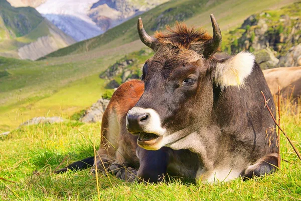 Альпийская корова 23 — стоковое фото