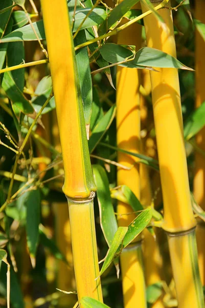 Bambou 46 — Photo