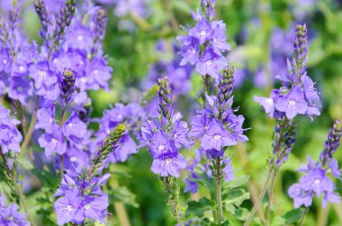 Veronica austriaca 01