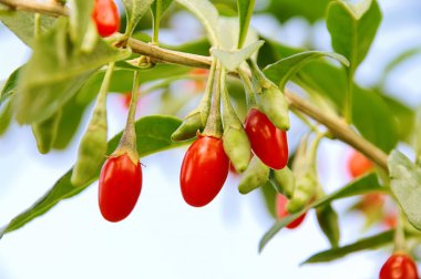 Goji berry 07 clipart