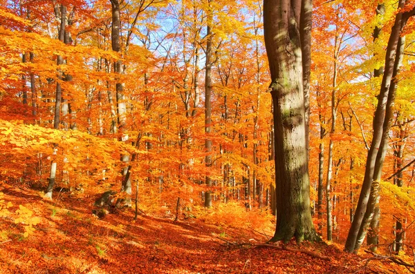 Буковий ліс восени 32 — стокове фото