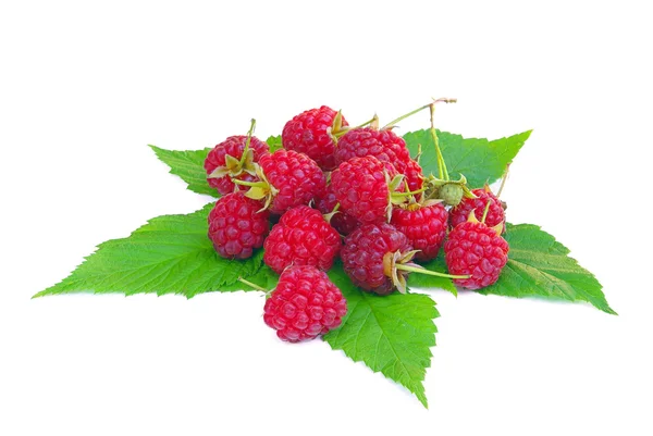 Raspberry 18 — Stock Photo, Image