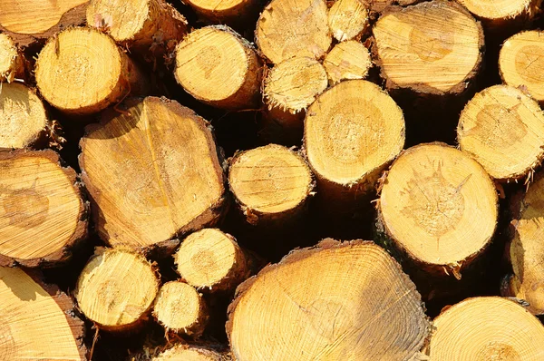Stack of wood 33 — Stock Photo, Image
